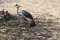 kenia5501