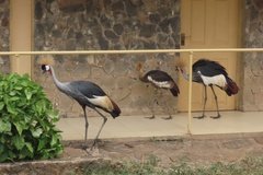 kenia5503