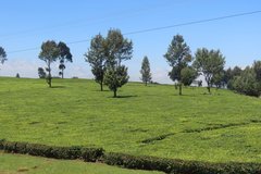 kenia7254