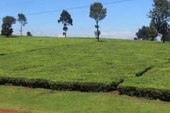 kenia7255