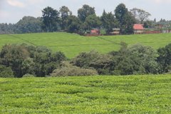 kenia7284