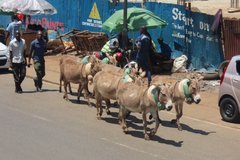 kenia7501