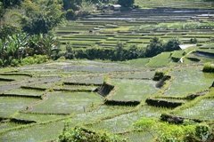indonesie5098