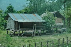 laos5017