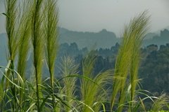 laos5023