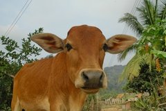 laos5035