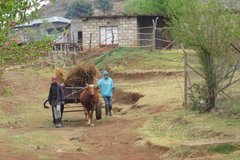 lesotho2507