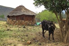 lesotho2513