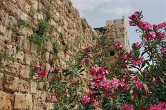libanon1096