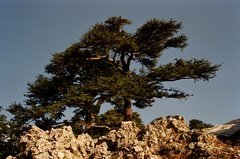 libanon1105