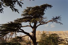 libanon1106