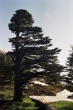 libanon1107
