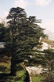 libanon1108