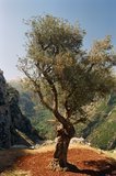libanon1116