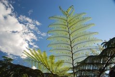 madagaskar2403