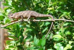 madagaskar2411