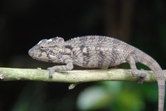 madagaskar2417