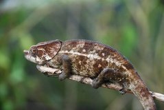 madagaskar2421