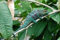 madagaskar2431