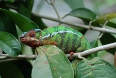 madagaskar2433