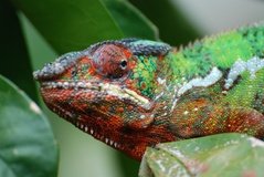madagaskar2434