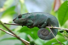 madagaskar2435