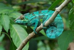 madagaskar2436