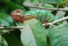 madagaskar2440