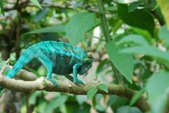 madagaskar2442