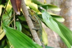madagaskar2448