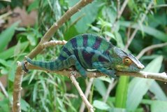 madagaskar2449