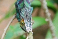 madagaskar2450