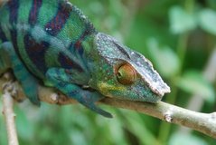 madagaskar2451