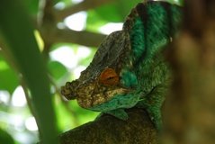 madagaskar2452