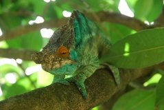 madagaskar2453