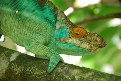 madagaskar2455