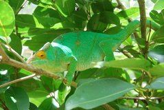 madagaskar2457