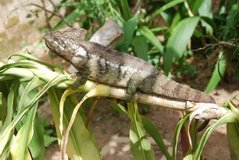 madagaskar2458
