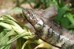 madagaskar2459