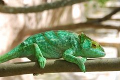 madagaskar2461