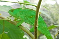 madagaskar2463