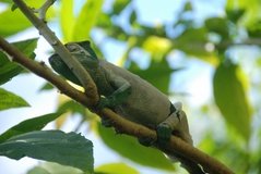 madagaskar2467