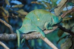 madagaskar2471