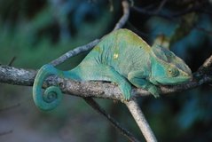 madagaskar2473