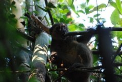 madagaskar2516