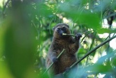 madagaskar2519