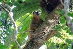 madagaskar2523