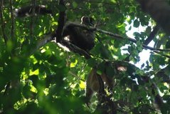 madagaskar2524