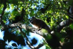 madagaskar2530