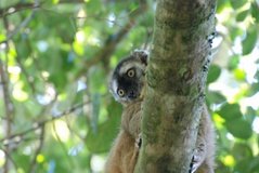 madagaskar2533